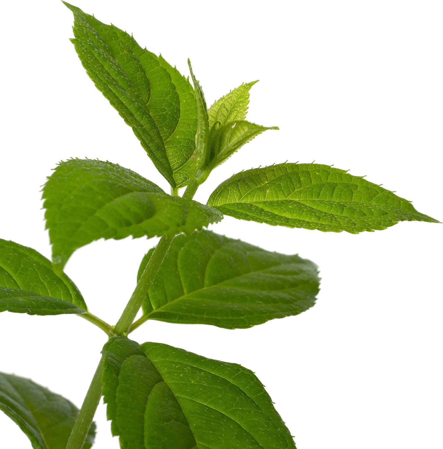 Pluimhortensia (Hydrangea Paniculata 'Silver Dollar') D 17 H 30 Cm 4 Pluimhortensia (Hydrangea Paniculata 'Silver Dollar') D 17 H 30 Cm - Afbeelding 2