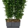 Japanse Kardinaalsmuts (Euonymus Japonica 'Green Spire') D 17 H 45 Cm 1 Japanse Kardinaalsmuts (Euonymus Japonica 'Green Spire') D 17 H 45 Cm -Tuin Planten Winkel 8717263279426 0 1