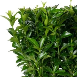Japanse Kardinaalsmuts (Euonymus Japonica 'Green Spire') D 17 H 45 Cm -Tuin Planten Winkel 8717263279426 1