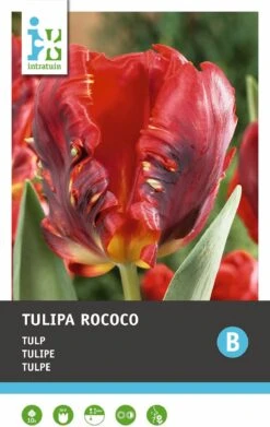 Intratuin Bloembollen Tulp (Tulipa 'Rococo') 10 Stuks -Tuin Planten Winkel 8717263341277 2 2