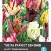Intratuin Bloembollen Parkiettulp (Tulipa 'Parrot') Gemengd 10 Stuks 2 Intratuin Bloembollen Parkiettulp (Tulipa 'Parrot') Gemengd 10 Stuks -Tuin Planten Winkel 8717263341307 1 1 1