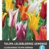 Intratuin Bloembollen Tulp (Tulipa 'Lilyflowering') Leliebloemig Gemengd 10 Stuks 2 Intratuin Bloembollen Tulp (Tulipa 'Lilyflowering') Leliebloemig Gemengd 10 Stuks -Tuin Planten Winkel 8717263341321 1