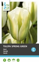 Intratuin Bloembollen Tulp (Tulipa 'Spring Green') 7 Stuks