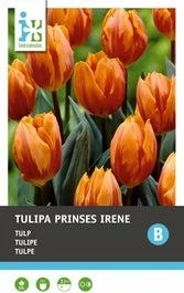 Intratuin Bloembollen Tulp (Tulipa 'Prinses Irene') 10 Stuks