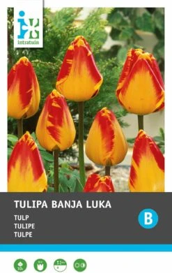 Intratuin Bloembollen Tulp (Tulipa 'Banja Luka') 10 Stuks