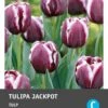 Intratuin Bloembollen Tulp (Tulipa 'Jackpot') 10 Stuks