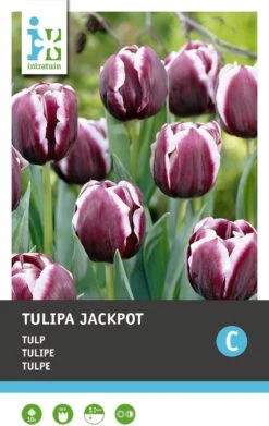 Intratuin Bloembollen Tulp (Tulipa 'Jackpot') 10 Stuks -Tuin Planten Winkel 8717263341529 2 2
