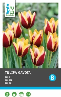 Intratuin Bloembollen Tulp (Tulipa 'Gavota') 10 Stuks