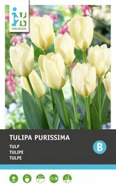Intratuin Bloembollen Tulp (Tulipa 'Purissima') 10 Stuks