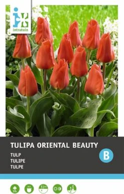 Intratuin Bloembollen Tulp (Tulipa 'Oriental Beauty') 10 Stuks