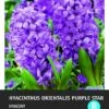 Intratuin Bloembollen Hyacint (Hyacinthus Orientalis 'Purple Star') 5 Stuks -Tuin Planten Winkel 8717263341659 2 1