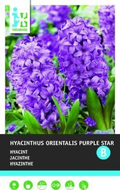 Intratuin Bloembollen Hyacint (Hyacinthus Orientalis 'Purple Star') 5 Stuks