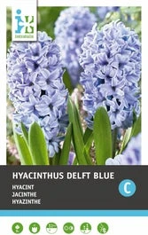 Intratuin Bloembollen Hyacint (Hyacinthus 'Delft Blue') 5 Stuks