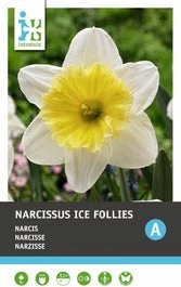 Intratuin Bloembollen Narcis (Narcissus 'Ice Follies') 5 Stuks