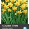 Intratuin Bloembollen Narcis (Narcissus 'Jetfire') 10 Stuks -Tuin Planten Winkel 8717263341864 1 1