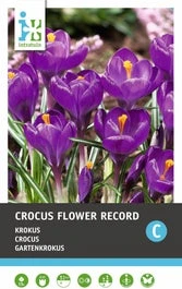 Intratuin Bloembollen Krokus (Crocus 'Flower Record') 15 Stuks