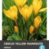 Intratuin Bloembollen Krokus (Crocus 'Yellow Mammouth') 15 Stuks