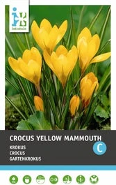 Intratuin Bloembollen Krokus (Crocus 'Yellow Mammouth') 15 Stuks