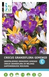 Intratuin Bloembollen Krokus (Crocus Grandiflora) Gemengd 15 Stuks