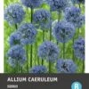 Intratuin Bloembollen Sierui (Allium Caeruleum) Blauw 15 Stuks -Tuin Planten Winkel 8717263342069 1 1