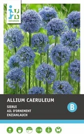 Intratuin Bloembollen Sierui (Allium Caeruleum) Blauw 15 Stuks