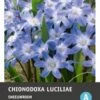 Intratuin Bloembollen Sneeuwroem (Chionodoxa Lucilea) 25 Stuks -Tuin Planten Winkel 8717263342137 1 1