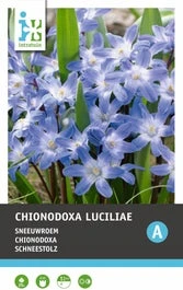 Intratuin Bloembollen Sneeuwroem (Chionodoxa Lucilea) 25 Stuks