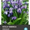 Intratuin Bloembollen Sterhyacint (Scilla Siberica) 20 Stuks -Tuin Planten Winkel 8717263342144 1 1