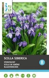 Intratuin Bloembollen Sterhyacint (Scilla Siberica) 20 Stuks