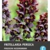 Intratuin Bloembollen Persische Keizerskroon (Fritillaria Persica) -Tuin Planten Winkel 8717263342274 1 1 1