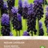 Intratuin Biologische Bloembollen Blauw Druifje (Muscari Latifolium) 10 Stuks 1 Intratuin Biologische Bloembollen Blauw Druifje (Muscari Latifolium) 10 Stuks -Tuin Planten Winkel 8717263342649 1