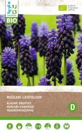 Intratuin Biologische Bloembollen Blauw Druifje (Muscari Latifolium) 10 Stuks
