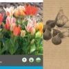 Intratuin Bloembollen Tulp (Tulipa 'Greiggi') Rood, Roze, Wit 25 Stuks -Tuin Planten Winkel 8717263342700 2