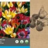 Intratuin Bloembollen Tulp (Tulipa 'Wild Wonders') Rood, Oranje, Geel 40 Stuks