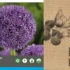 Intratuin Bloembollen Sierui (Allium 'Globemaster') 2 Stuks 2 Intratuin Bloembollen Sierui (Allium 'Globemaster') 2 Stuks -Tuin Planten Winkel 8717263342779 2