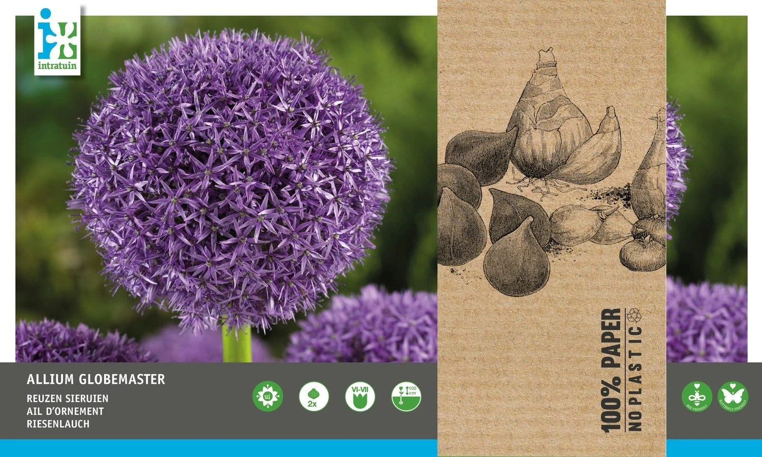 Intratuin Bloembollen Sierui (Allium 'Globemaster') 2 Stuks 3 Intratuin Bloembollen Sierui (Allium 'Globemaster') 2 Stuks