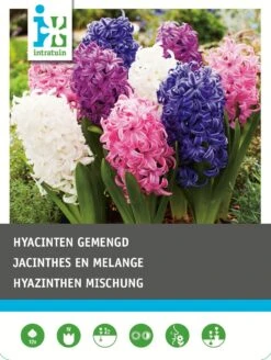 Intratuin Bloembollen Hyacint (Hyacinthus 'Delight') Gemengd 12 Stuks