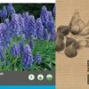 Intratuin Bloembollen Blauw Druifje (Muscari Armeniacum) 75 Stuks 1 Intratuin Bloembollen Blauw Druifje (Muscari Armeniacum) 75 Stuks -Tuin Planten Winkel 8717263342816 2 1