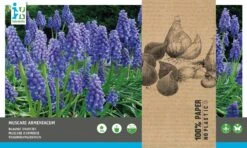 Intratuin Bloembollen Blauw Druifje (Muscari Armeniacum) 75 Stuks