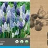 Intratuin Bloembollen Blauw Druifje (Muscari) Blauw, Wit 40 Stuks -Tuin Planten Winkel 8717263342823 2
