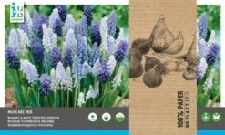 Intratuin Bloembollen Blauw Druifje (Muscari) Blauw, Wit 40 Stuks