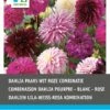 Intratuin Dahlia Knol (Dahlia) Paars Wit Violet Gemengd 5 Stuks -Tuin Planten Winkel 8717263345077