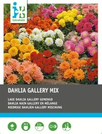 Intratuin Dahlia Knol (Dahlia 'Gallery') Laag Mix 5 Stuks