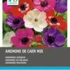 Intratuin Anemoon Knol (Anemone 'De Caen') Mix 60 Stuks