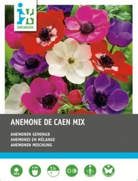 Intratuin Anemoon Knol (Anemone 'De Caen') Mix 60 Stuks