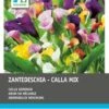 Intratuin Calla Knol (Zantedeschia) Mix 4 Stuks 1 Intratuin Calla Knol (Zantedeschia) Mix 4 Stuks -Tuin Planten Winkel 8717263345220 1