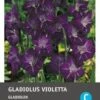 Intratuin Bloembollen Gladiool (Gladiolen 'Violetta') 10 Stuks -Tuin Planten Winkel 8717263345282 1