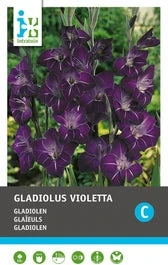 Intratuin Bloembollen Gladiool (Gladiolen 'Violetta') 10 Stuks