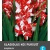 Gladiool (Gladiolen 'Koi Pursuit') 10 Stuks -Tuin Planten Winkel 8717263345329 0