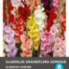 Intratuin Bloembollen Gladiool (Gladiolus Grandiflora) 10 Stuks